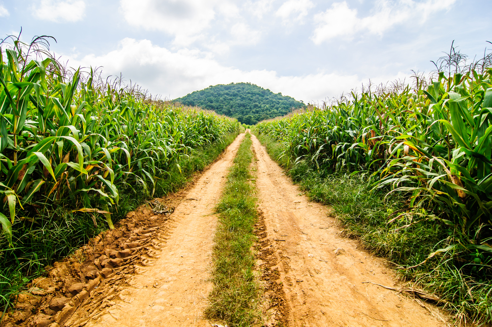 gmo debate in the corn field