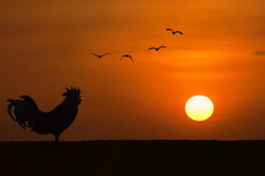 Silhouette of Rooster crowing stand on field in the morning with sunrise and group of birds on background.