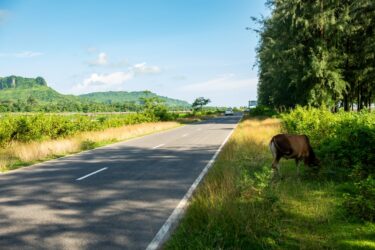 a cow grazing on the side of a road